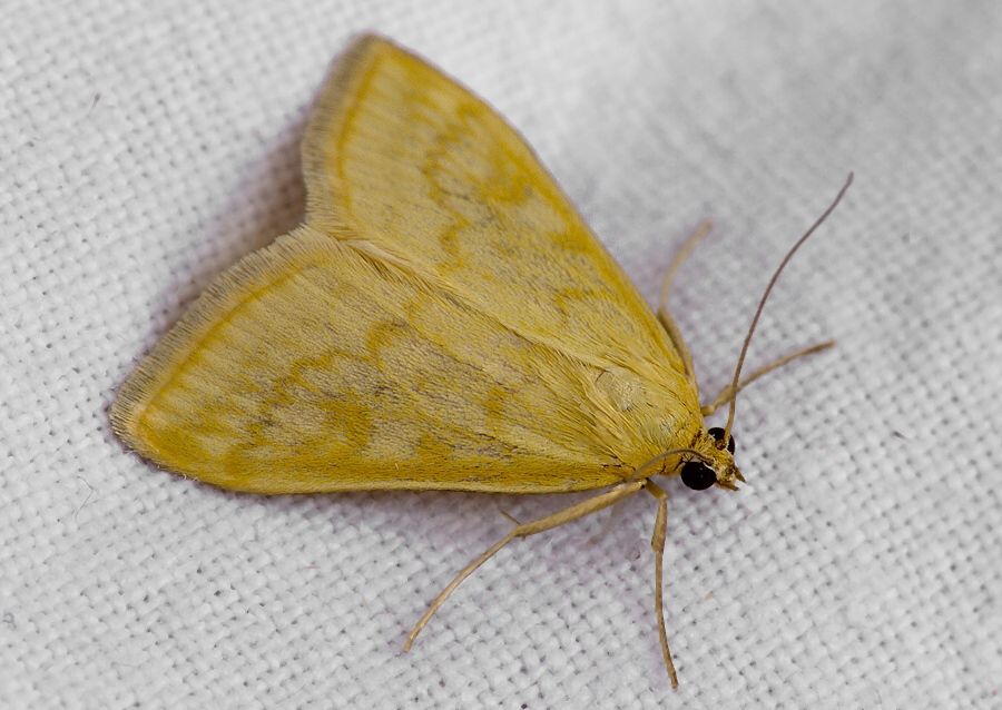 Sitochroa verticalis