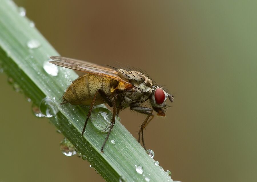 Lispe pygmaea