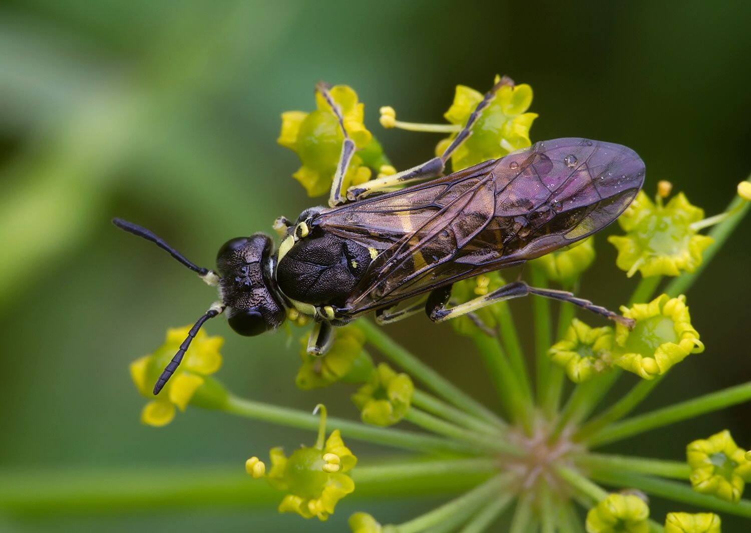 Tenthredo marginella
