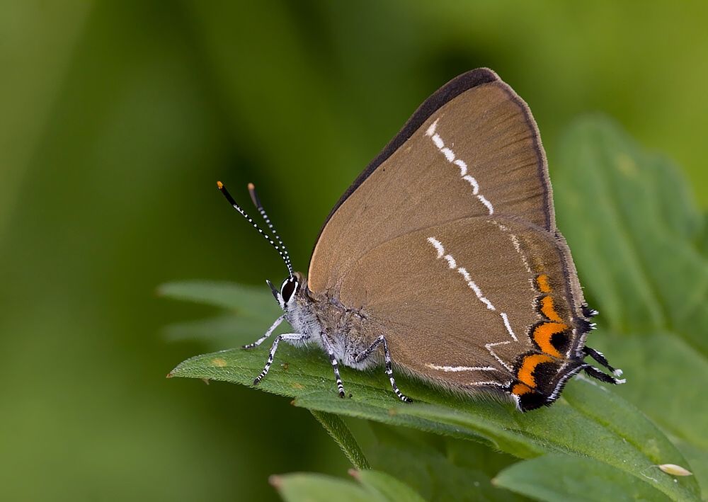 Satyrium w-album