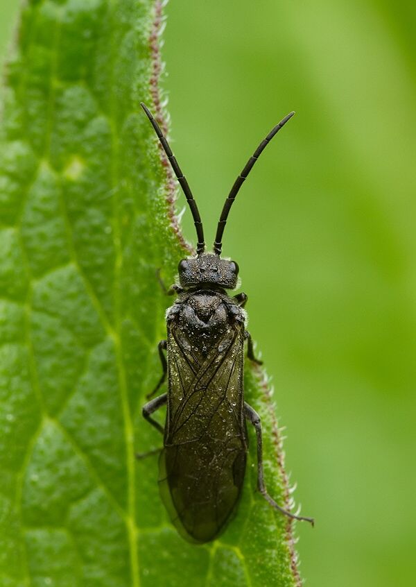 Phymatocera aterrima