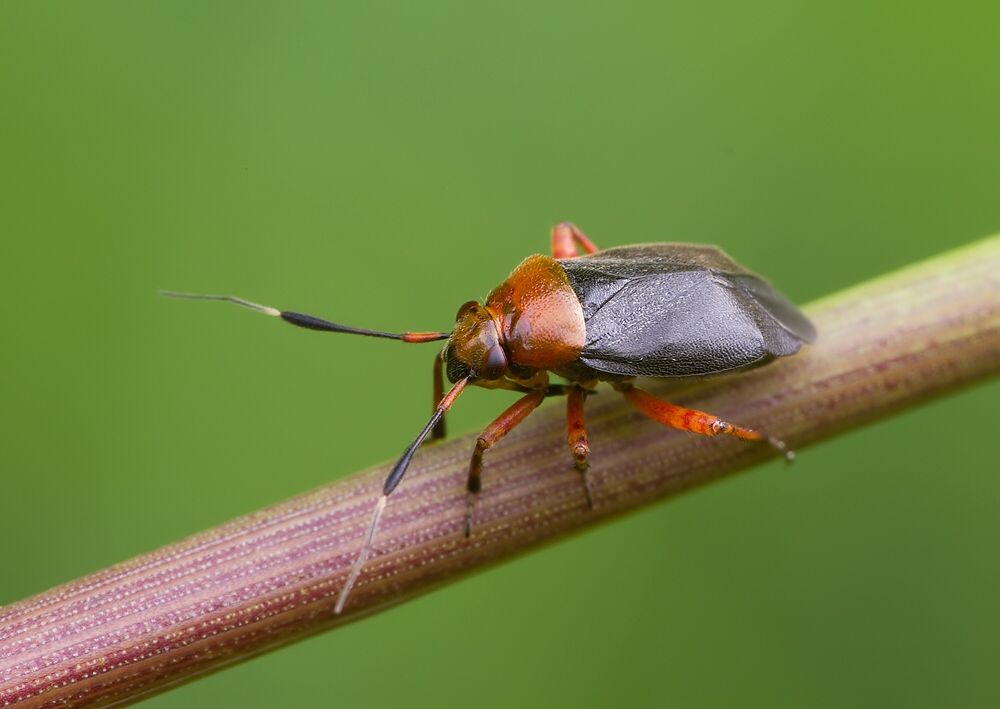 Capsus ater
