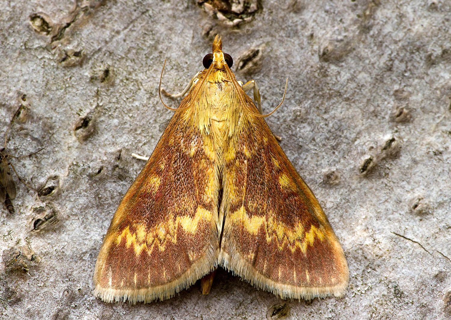 Ostrinia nubilalis