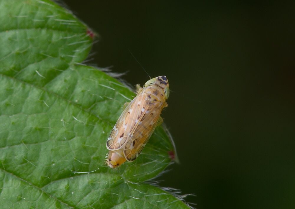 Adarrus multinotatus