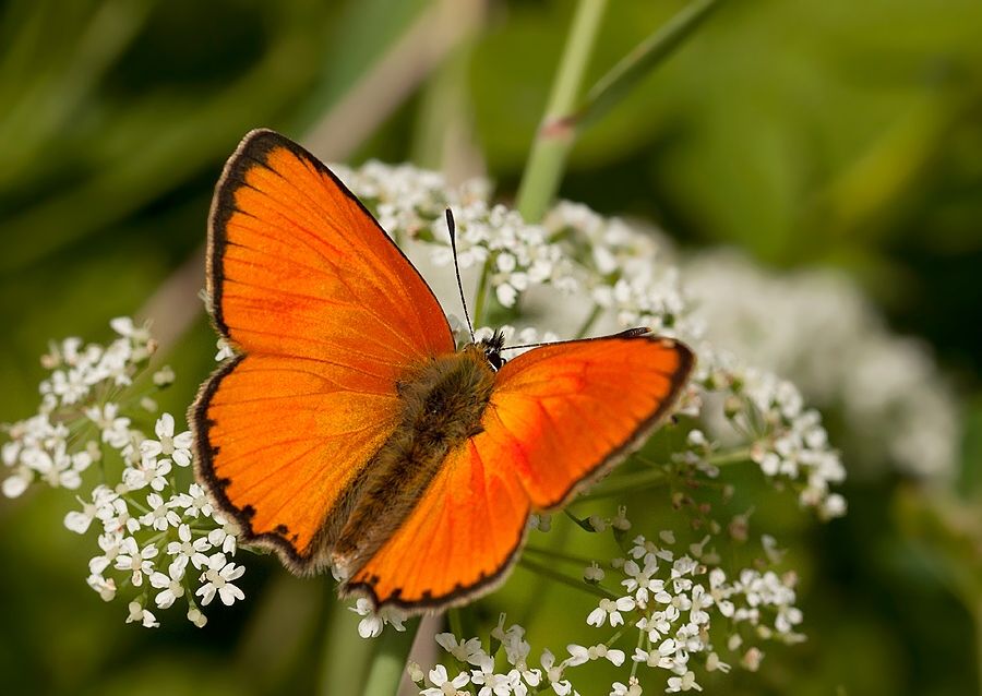 Lycaena virgaureae