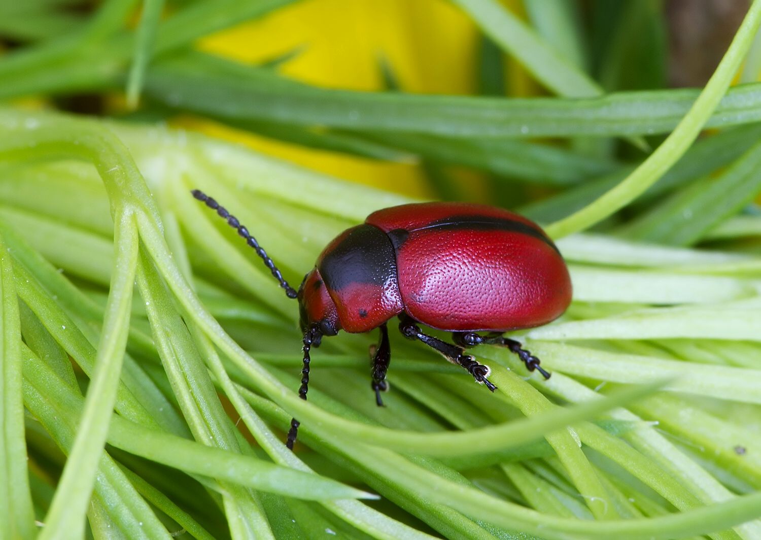 Entomoscelis adonidis