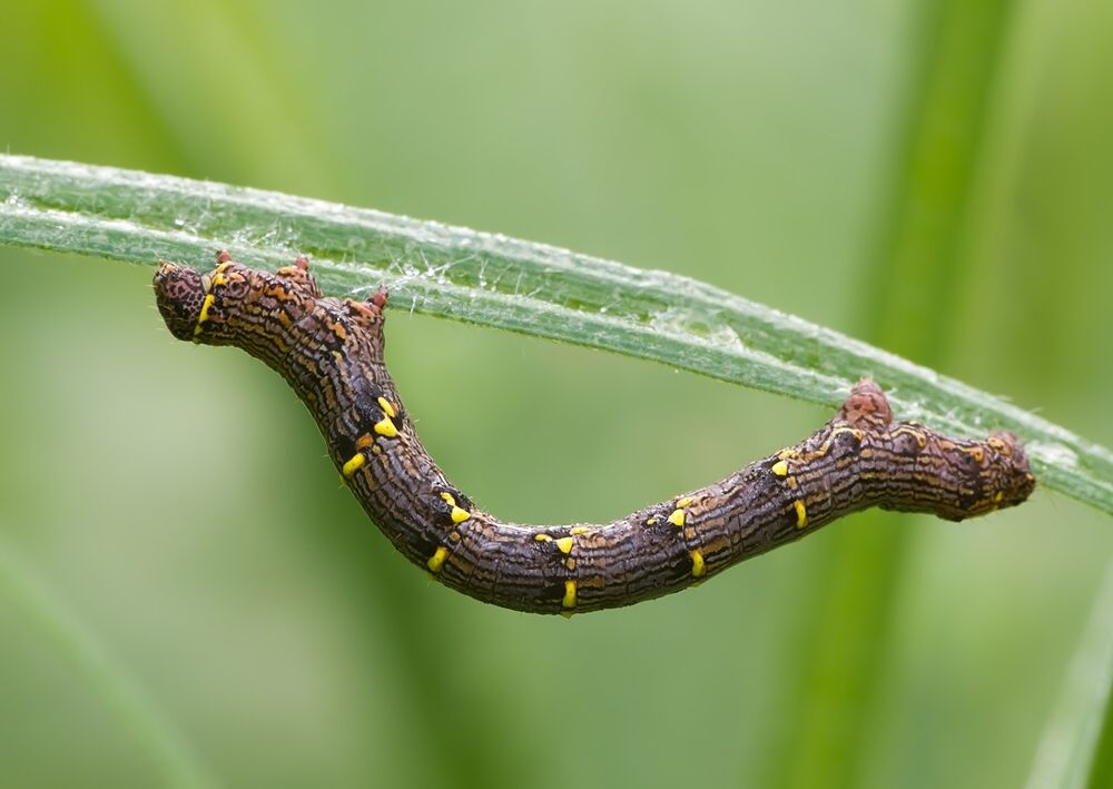 Lycia pomonaria