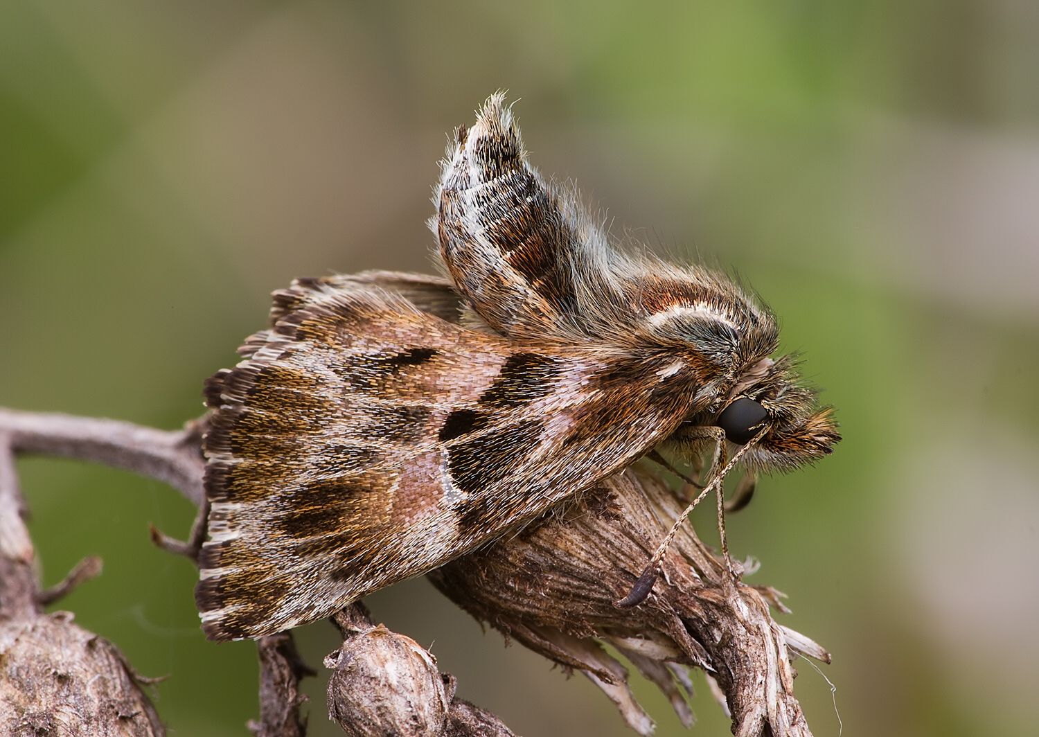 Carcharodus alceae