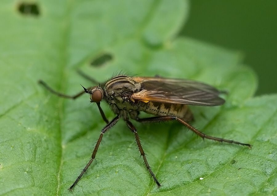 Empis tessellata