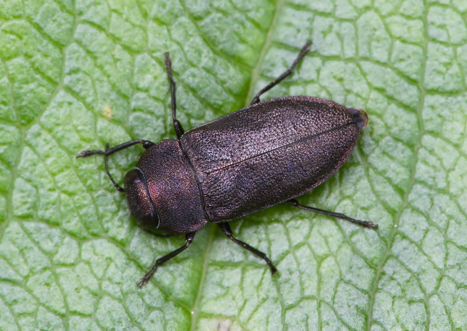 Anthaxia helvetica