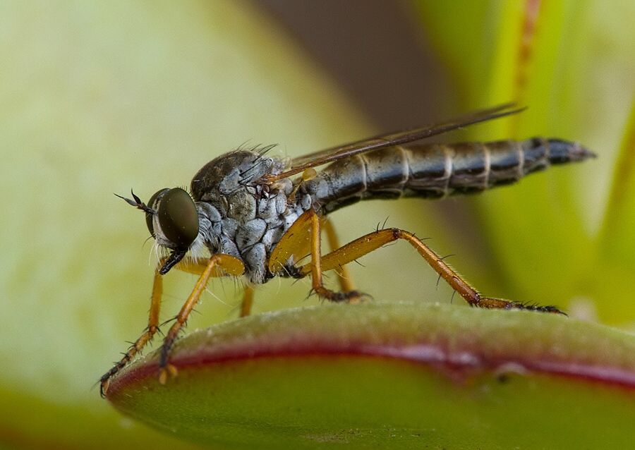 Aneomochtherus flavipes