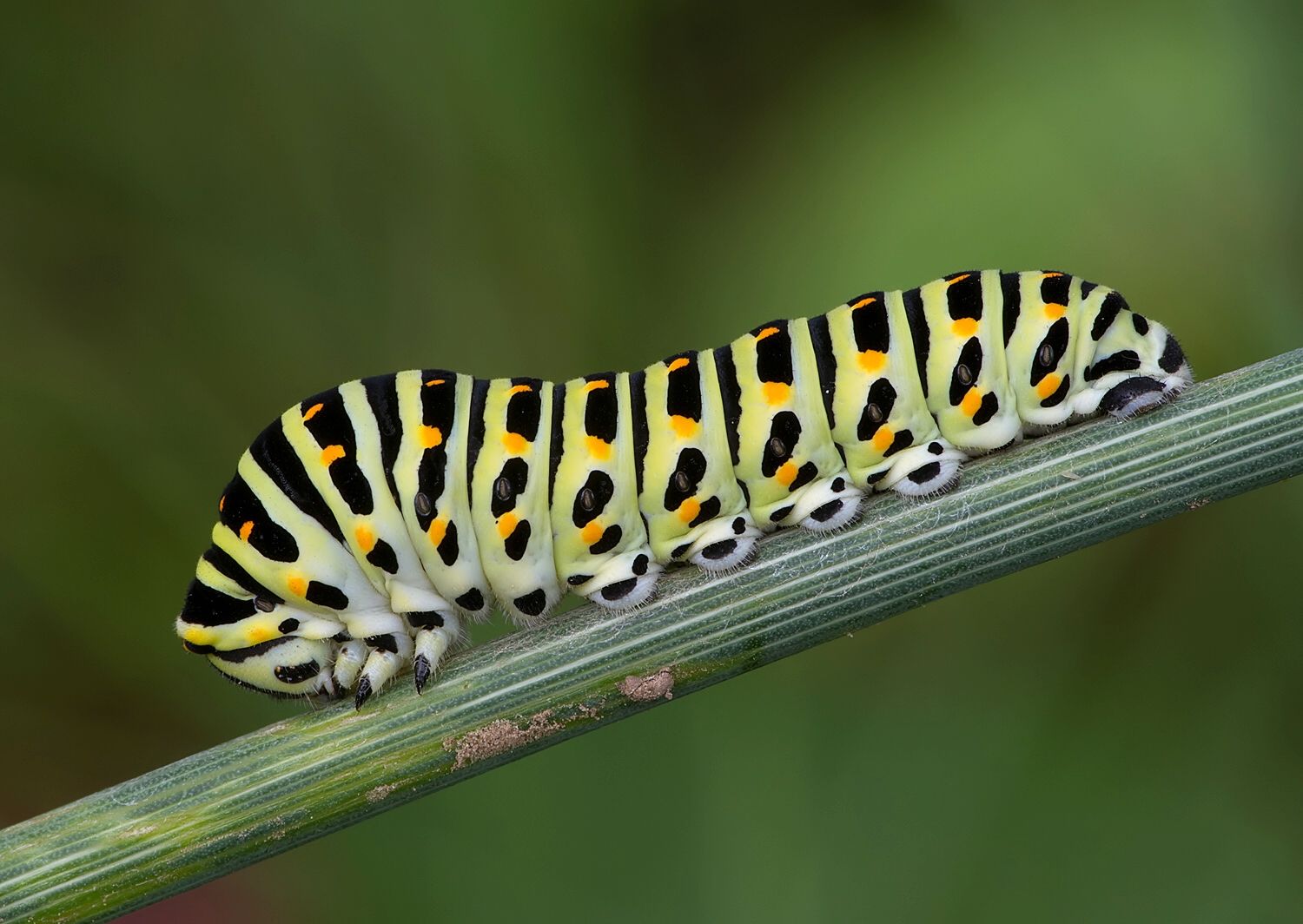 Papilio machaon