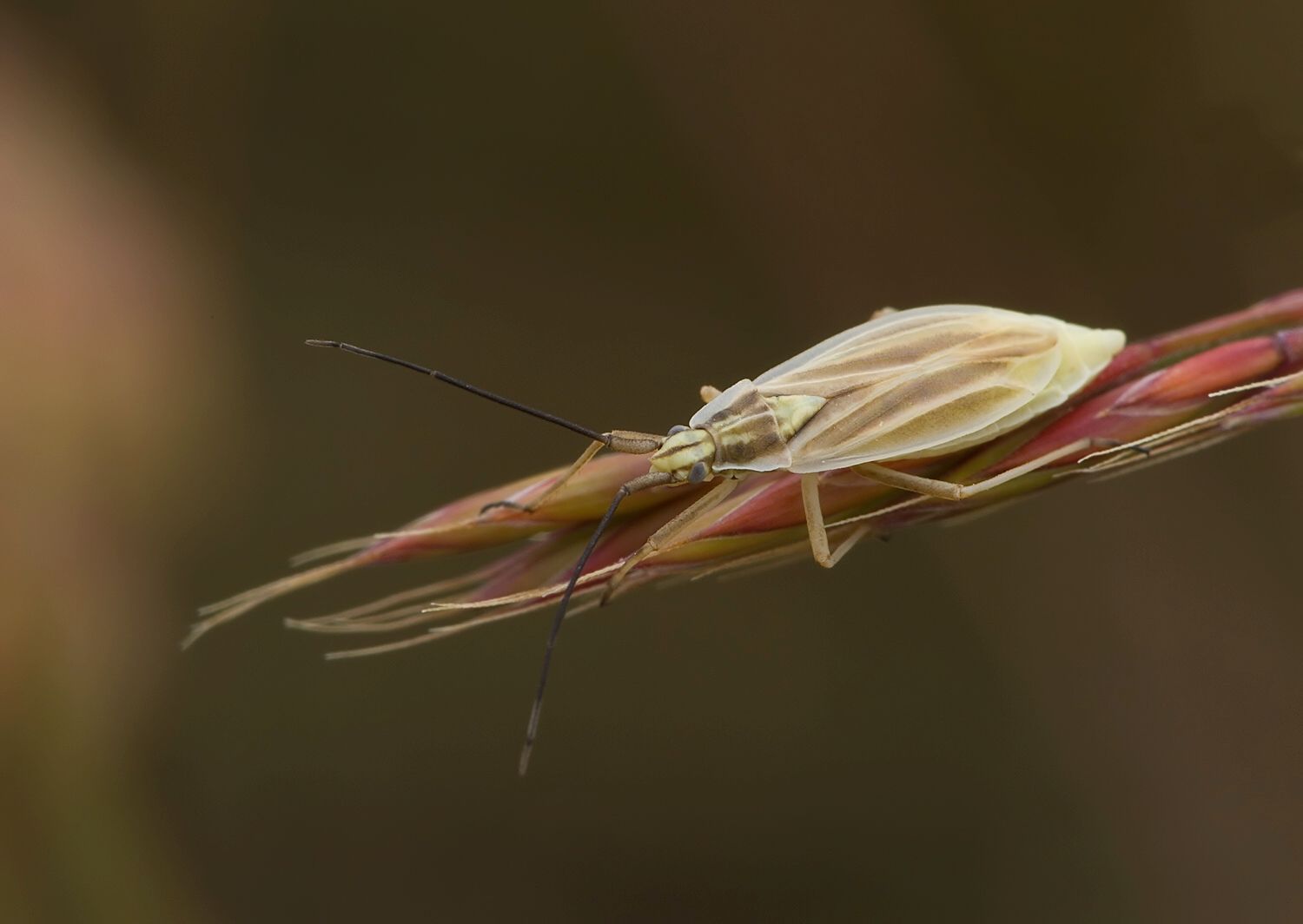 Acetropis gimmerthalii