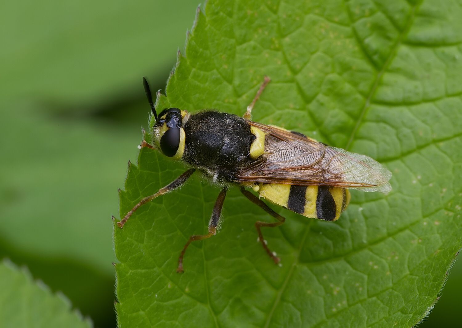 Stratiomys chamaeleon