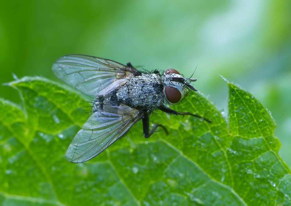 Acemya acuticornis