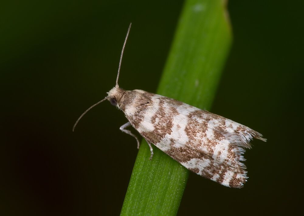 Epinotia tedella
