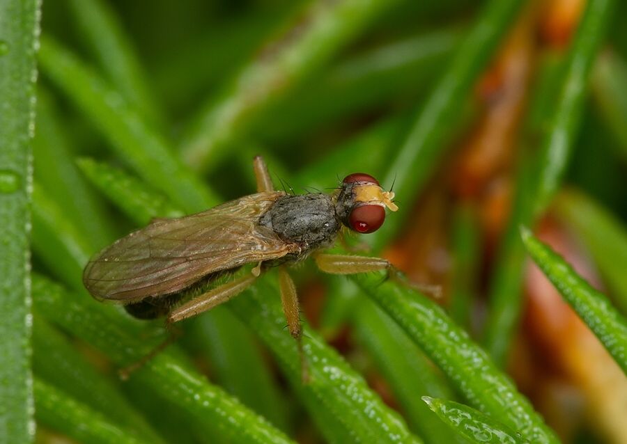 Norellisoma lituratum