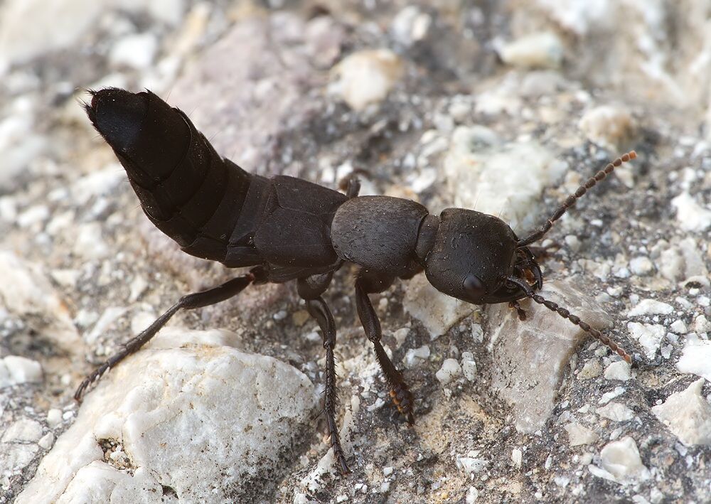 Ocypus sp.