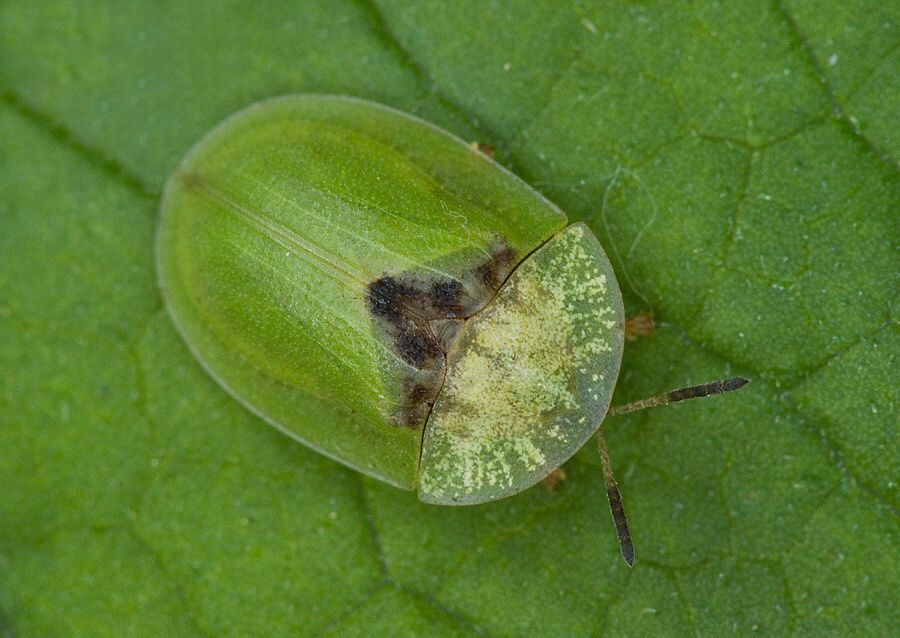 Cassida rubiginosa