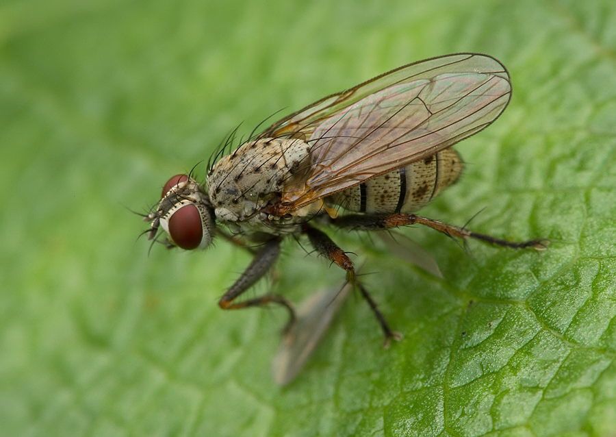 Coenosia tigrina