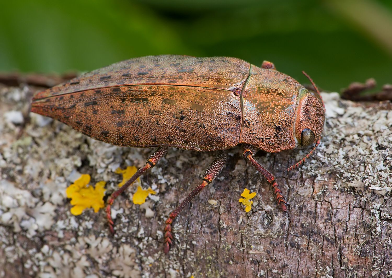 Dicerca berolinensis
