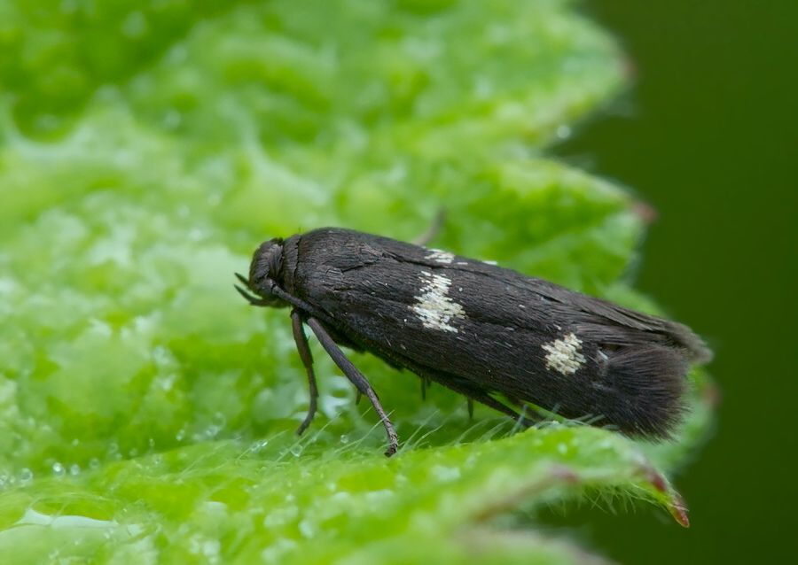 Parascythris muelleri