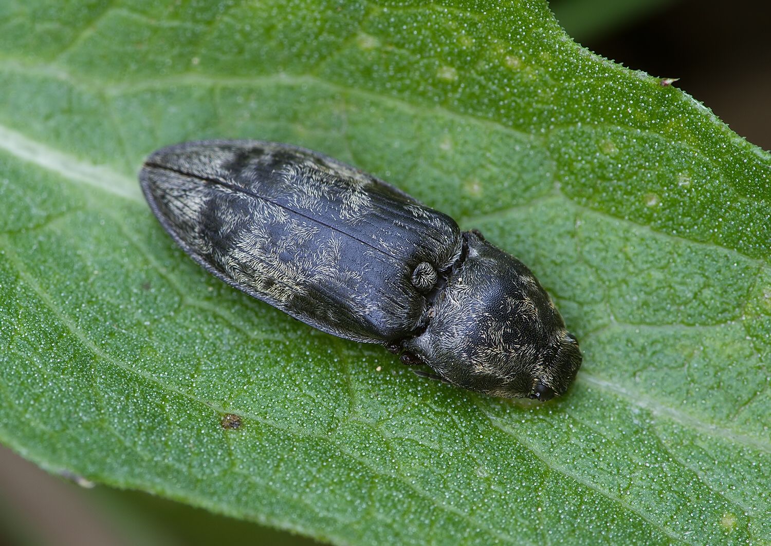 Prosternon tessellatum