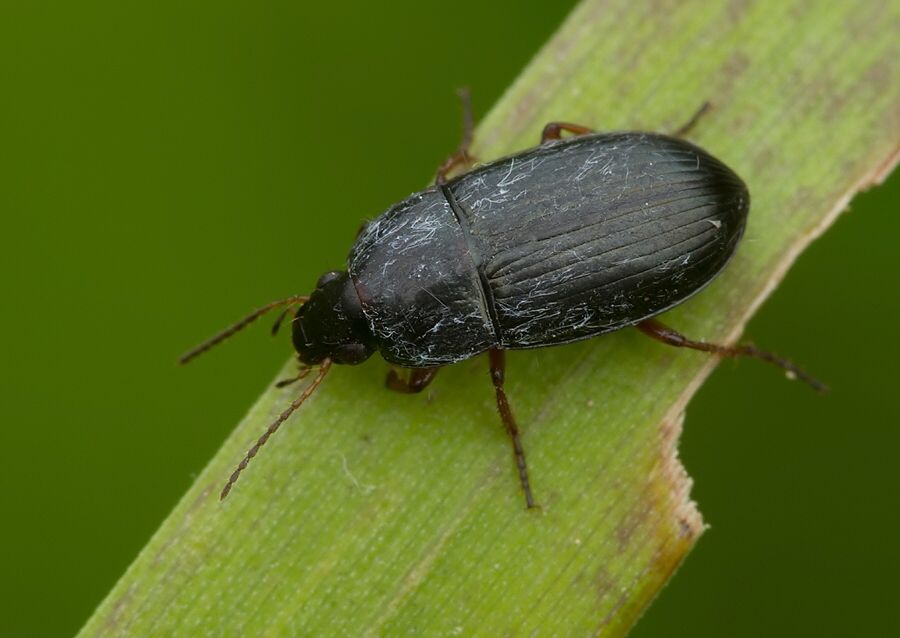 Amara familiaris
