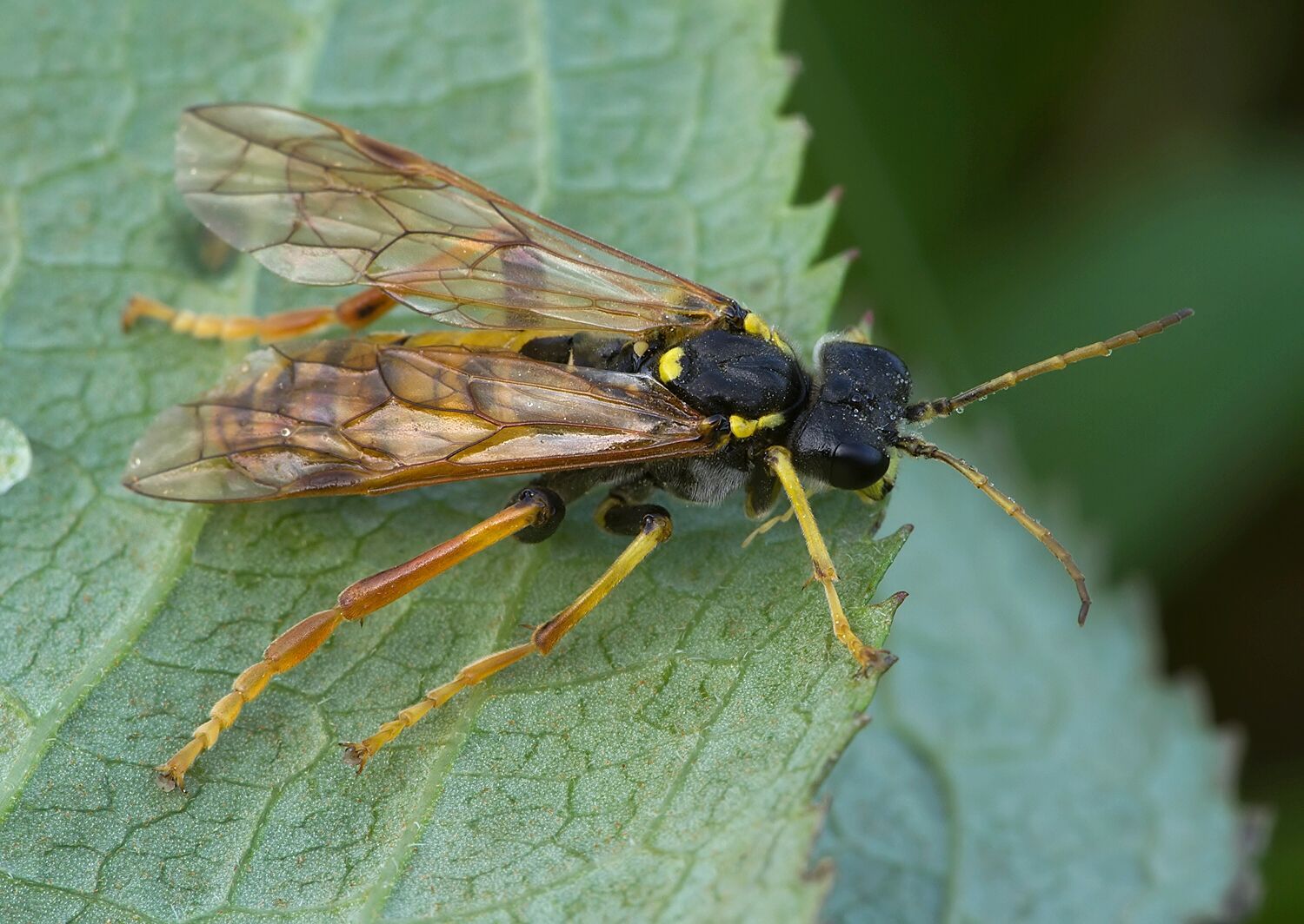 Tenthredo vespiformis