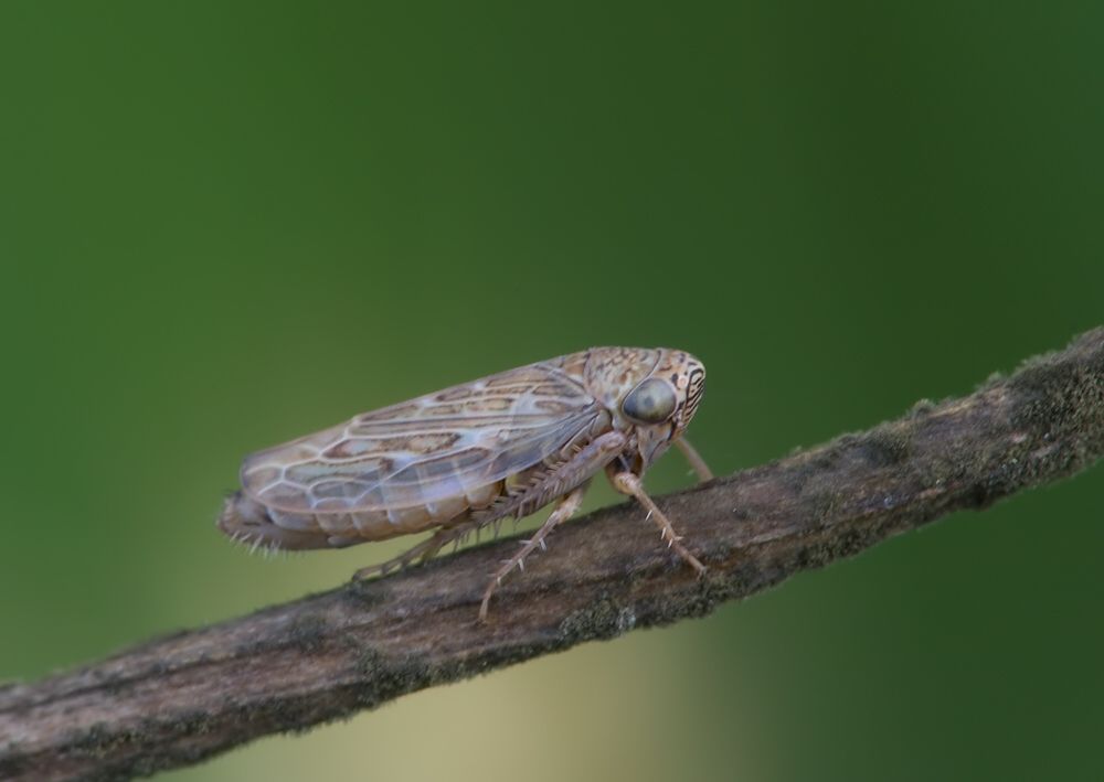 Ophiola decumana