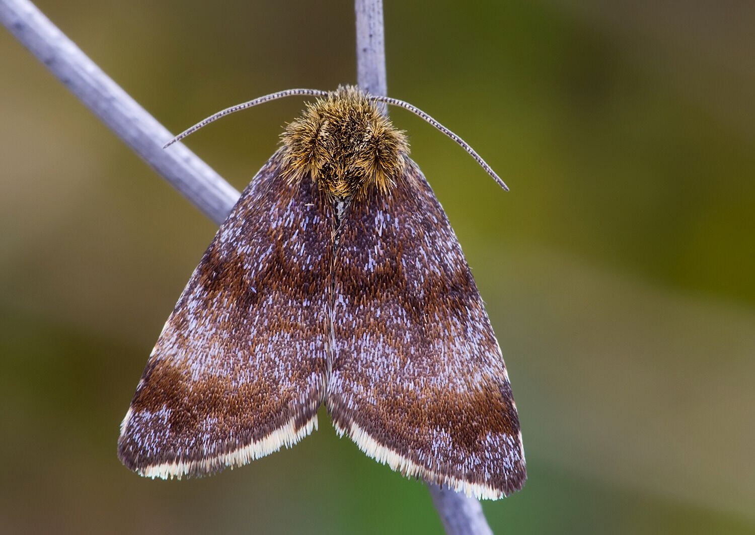 Panemeria tenebrata