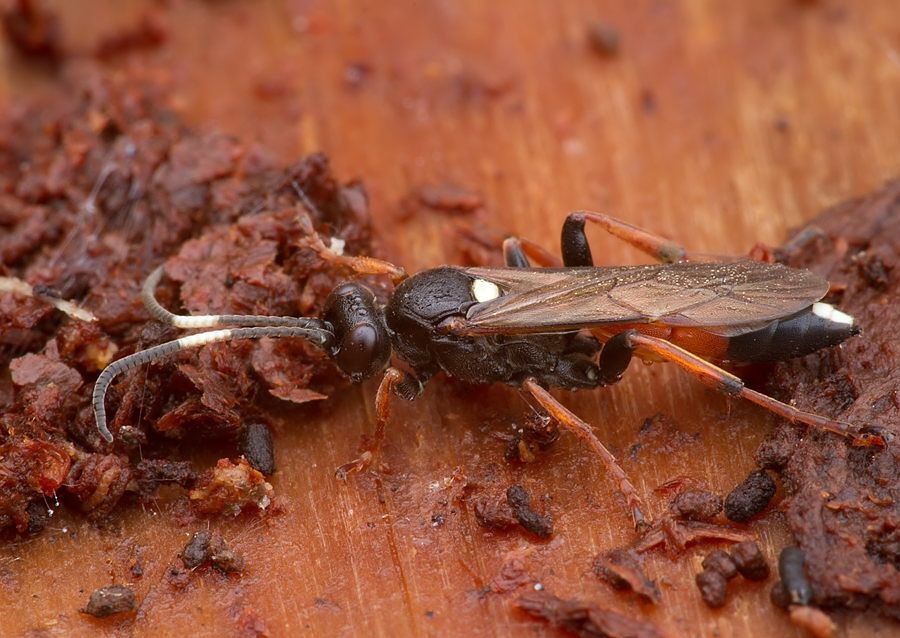 Ichneumon bucculentus
