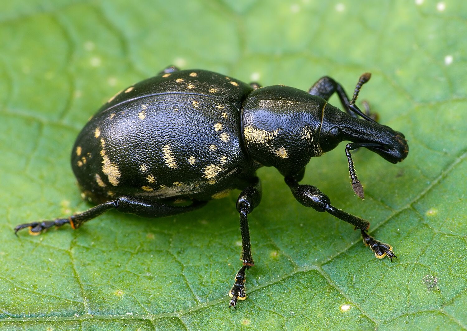 Liparus glabrirostris