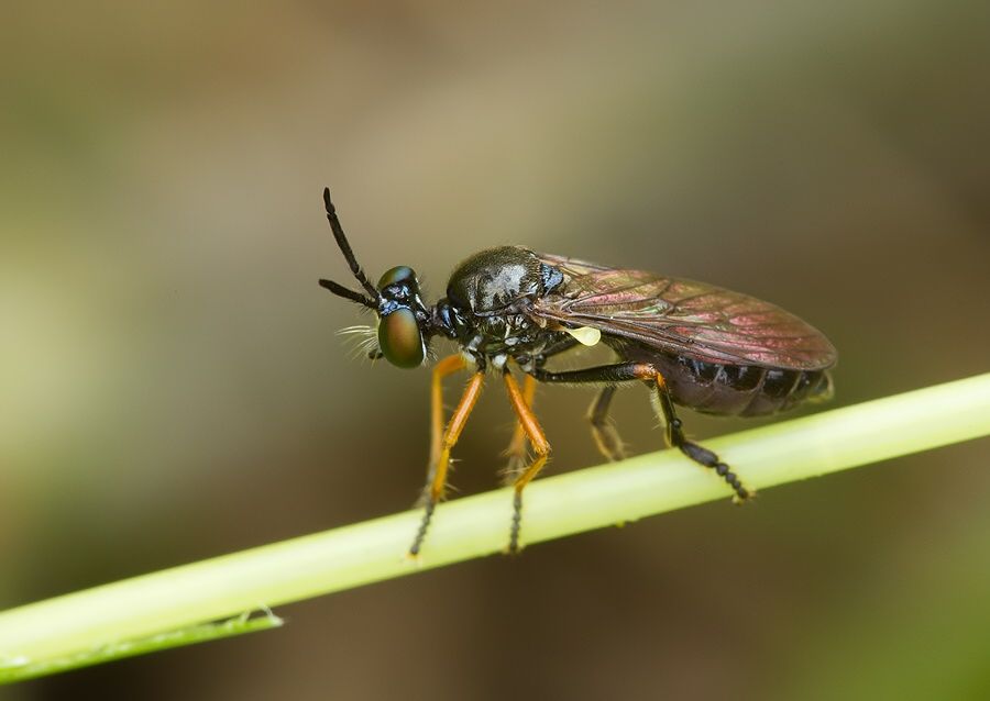 Dioctria longicornis