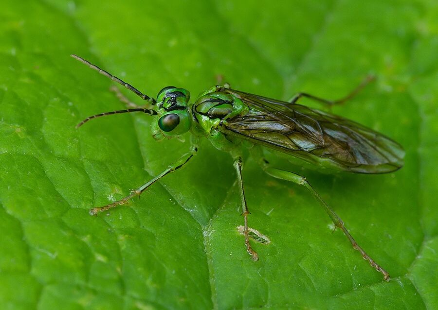 Rhogogaster punctulata