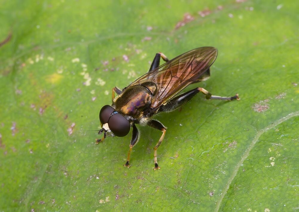 Xylota jakutorum