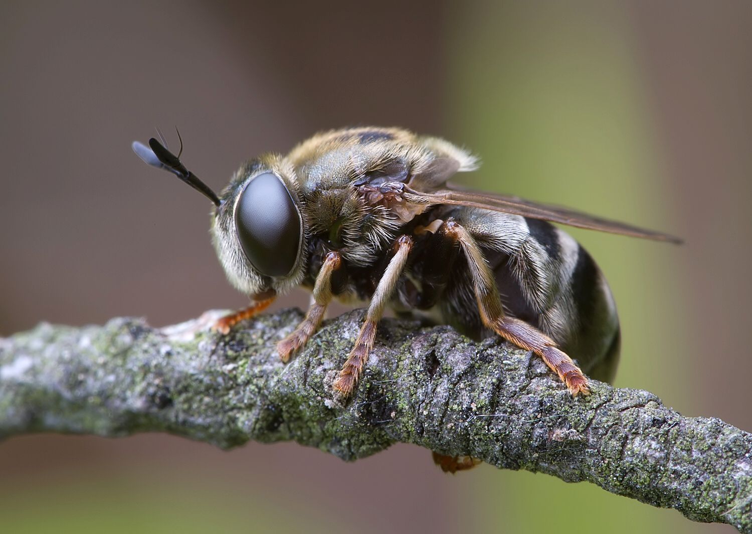 Microdon devius