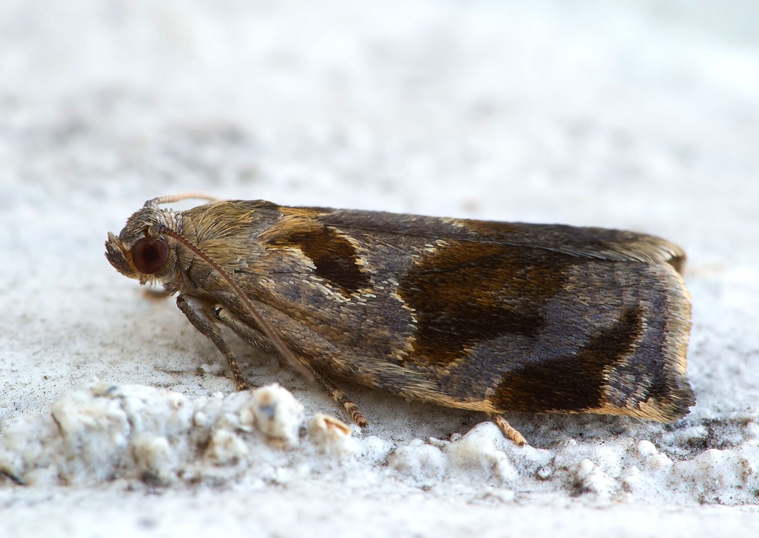 Archips crataegana