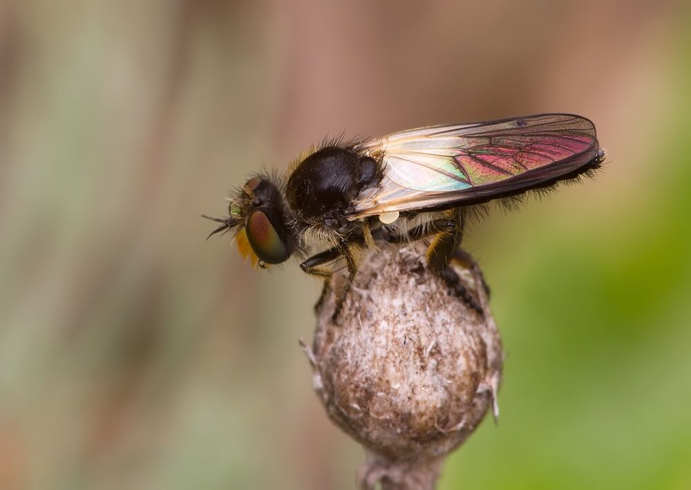Holopogon nigripennis