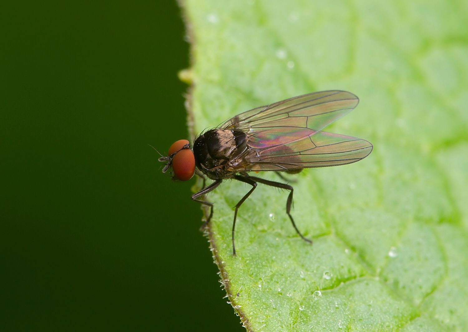 Azelia nebulosa