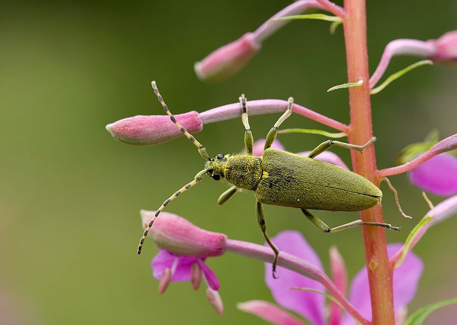 Lepturobosca virens
