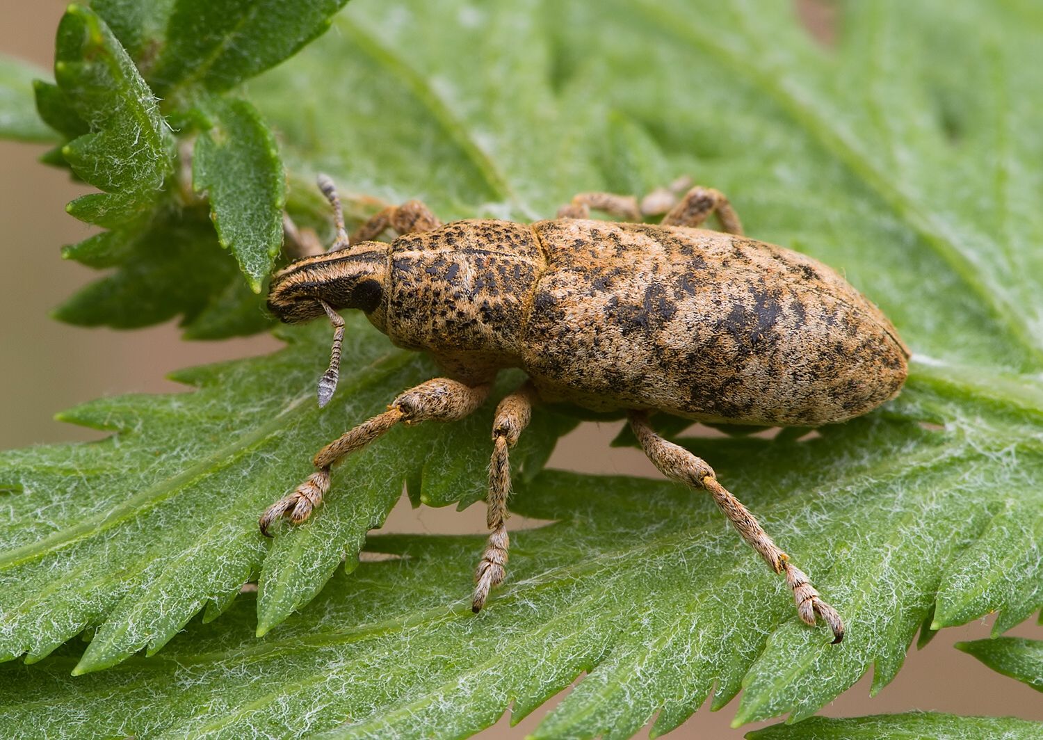 Cyphocleonus dealbatus