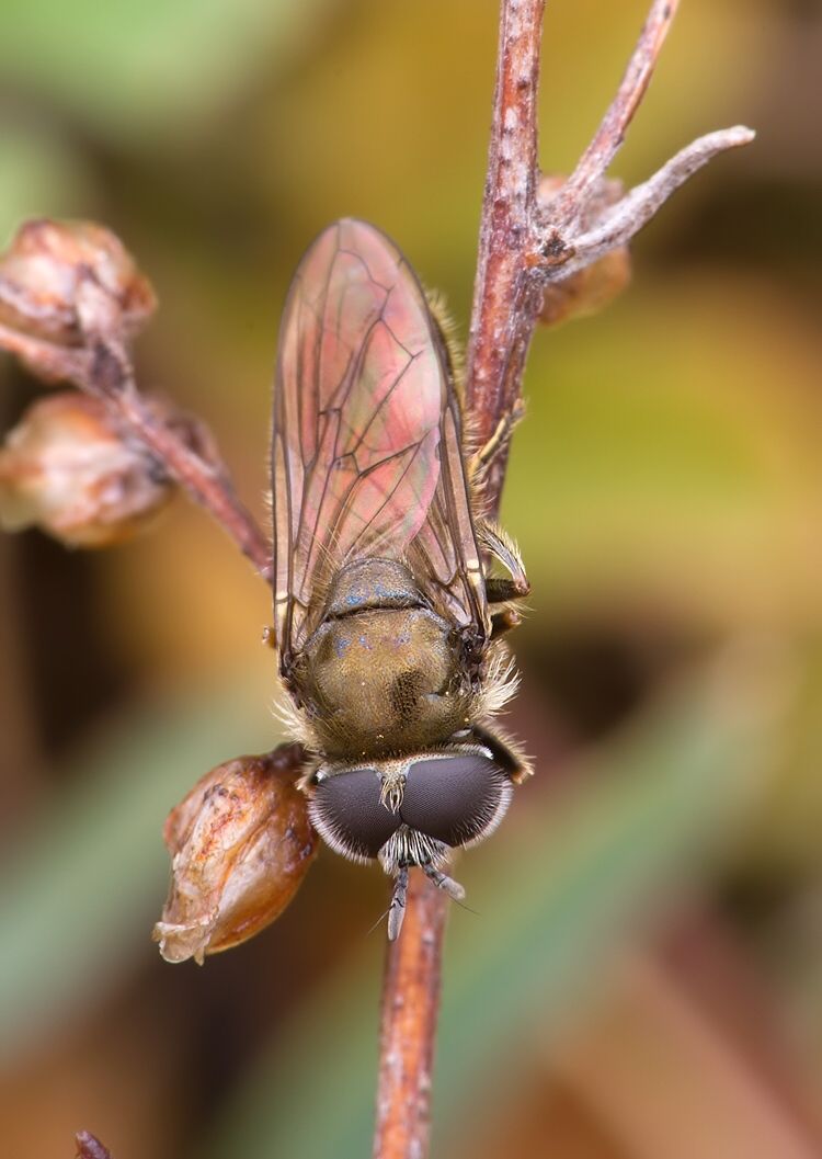 Pipizella virens