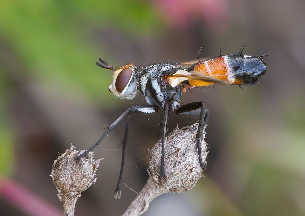 Cylindromyia brassicaria
