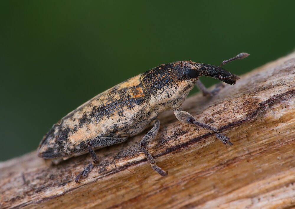 Lixus subtilis