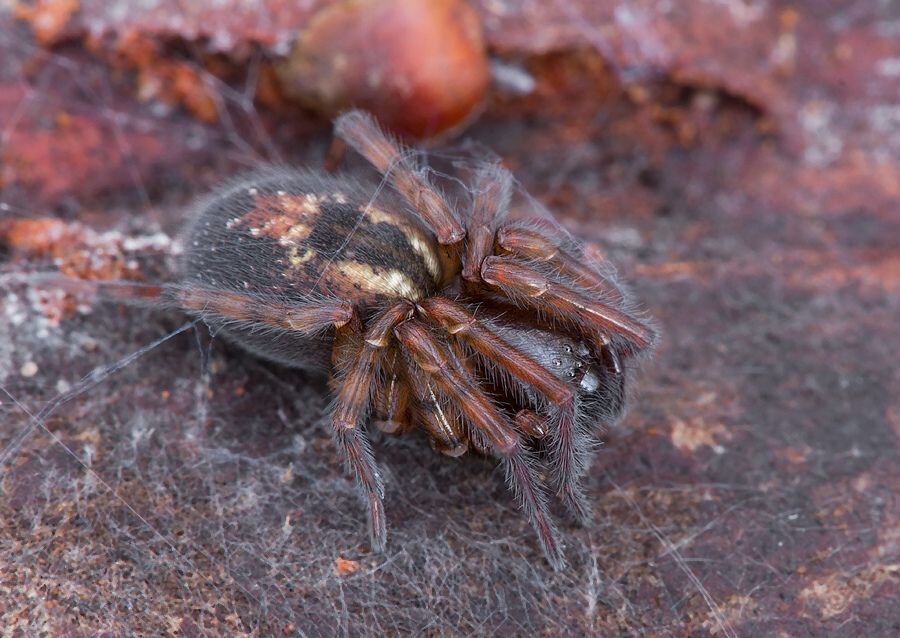 Amaurobius fenestralis