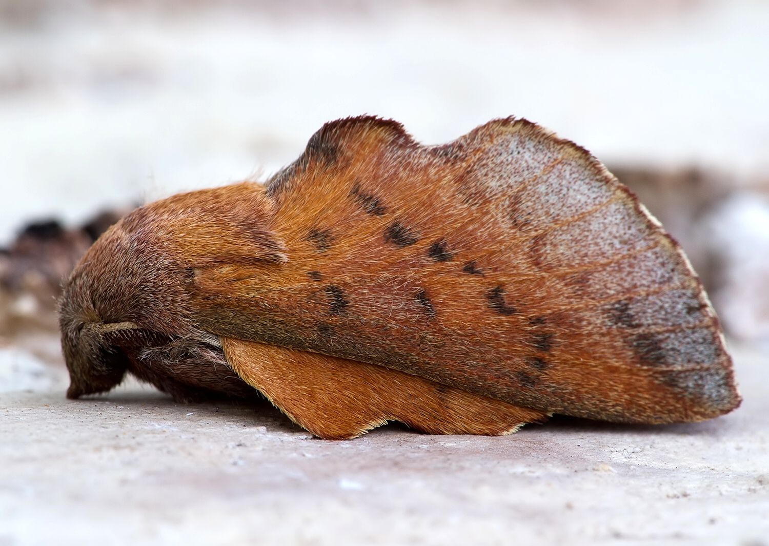 Phyllodesma tremulifolium
