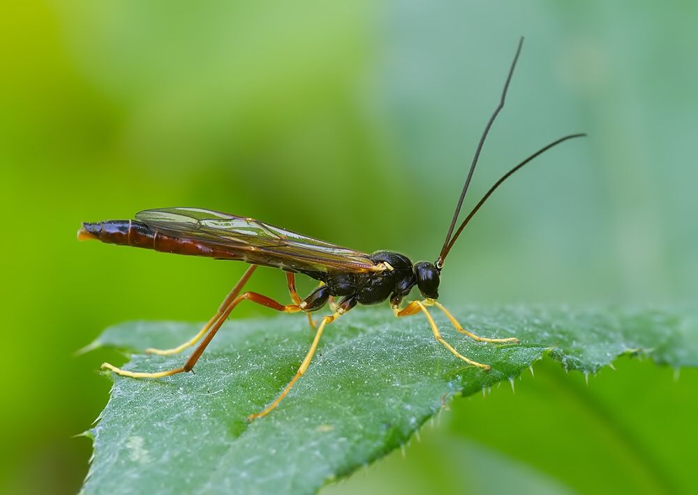 Rhyssella sp.