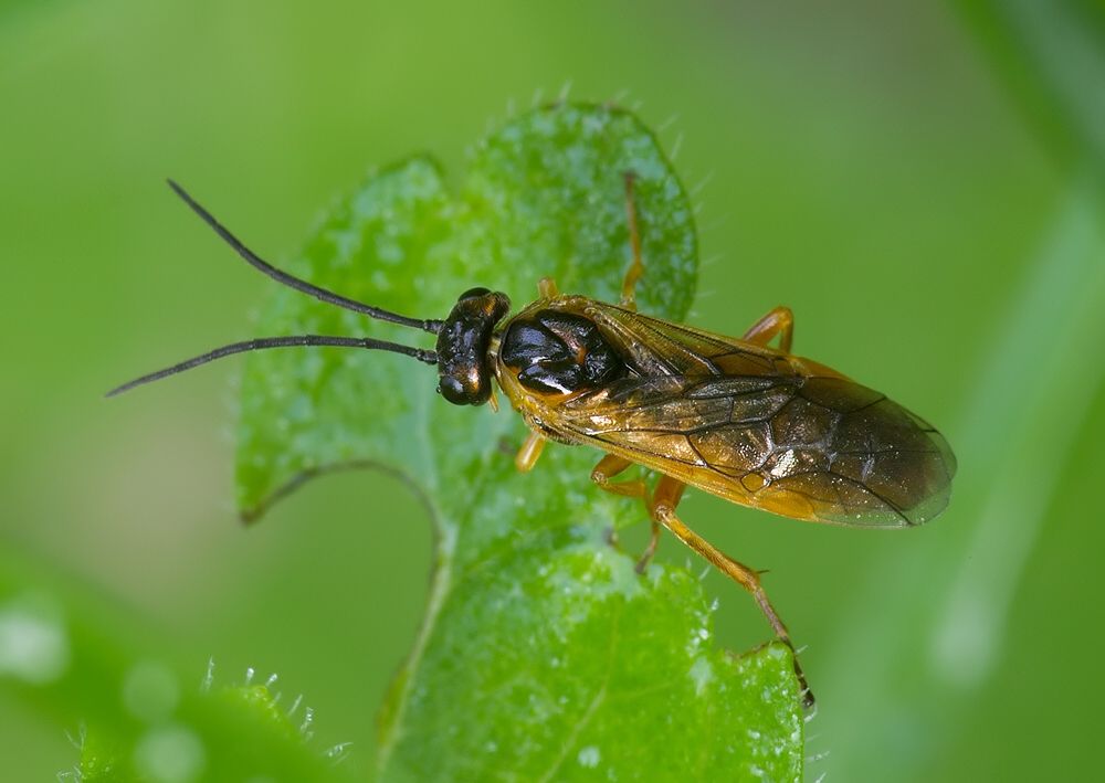 Nematus pavidus