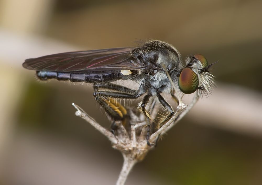 Holopogon fumipennis